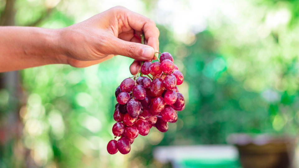 uvas