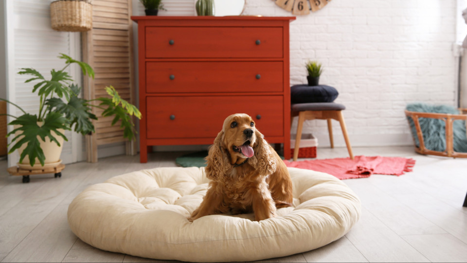 cão
