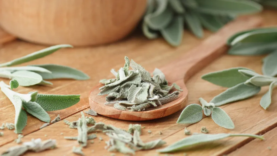 salvia