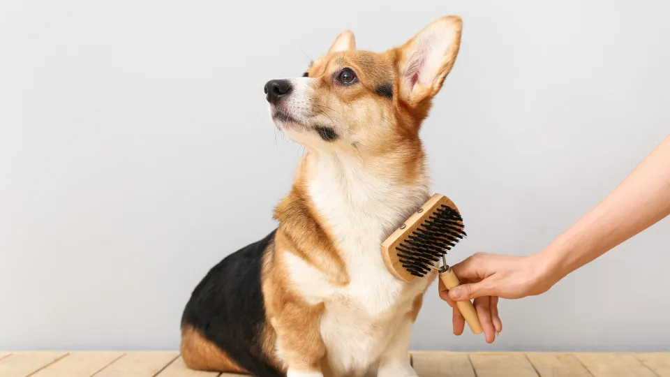 Cão