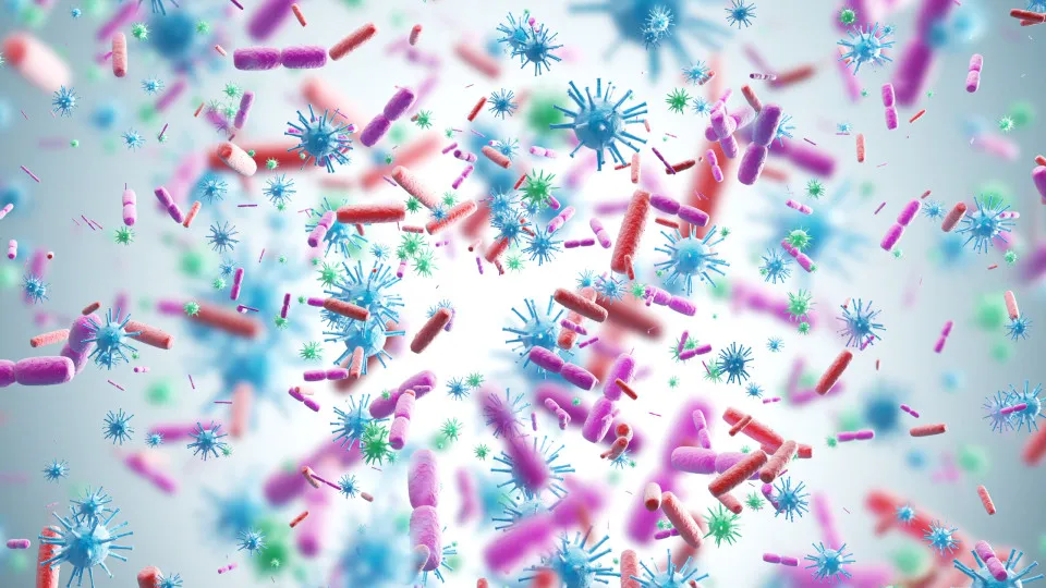 Bacterias