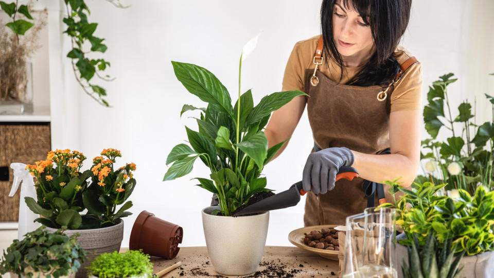Plantas
