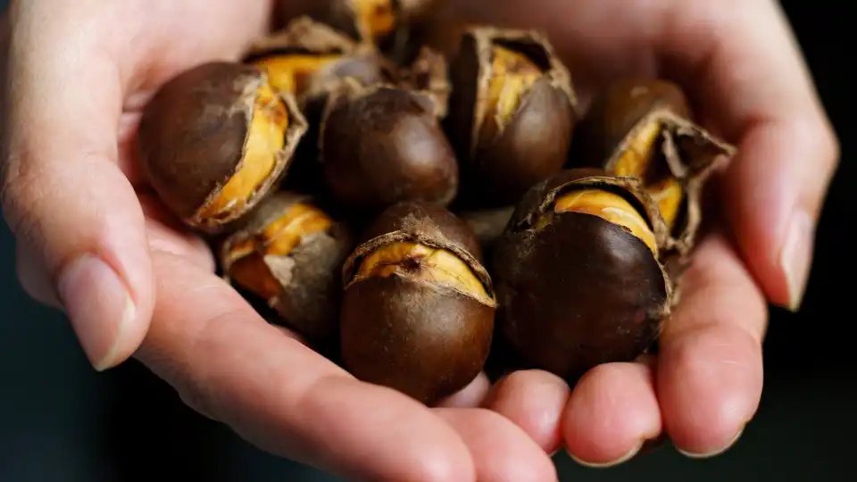 castanhas