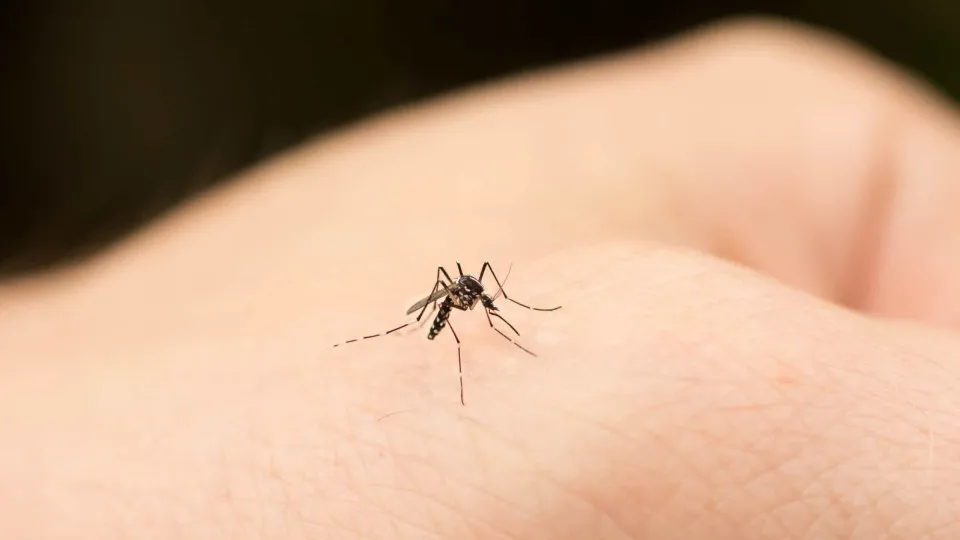 Mosquito